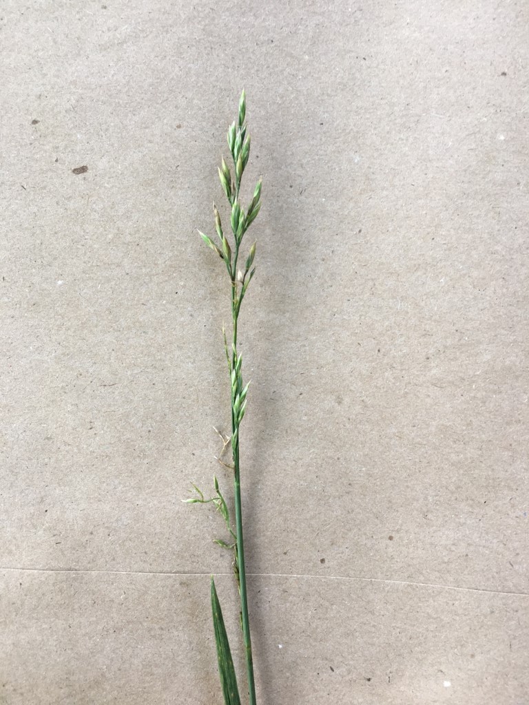 tall fescue seedhead